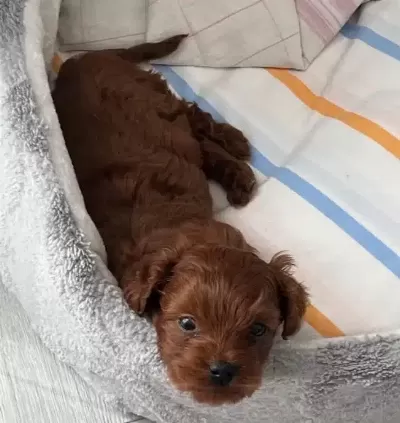 Poodle Formunda Kıvırcık Maltipoo