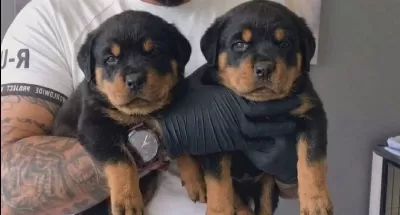 Safkan Gelecegin Guclu Koruması Rottweiler