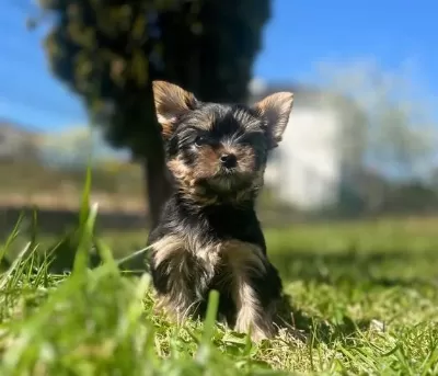 Teacup Yorkshire Yavrular