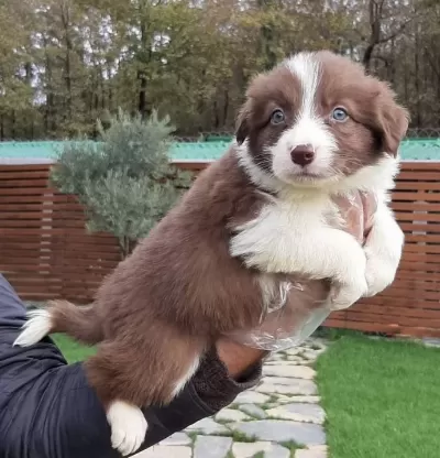 Zeka Kupu Kahverengi Border Collie Yavruları