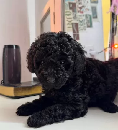 En Uygun Fiyata Toy Poodle Yavruları
