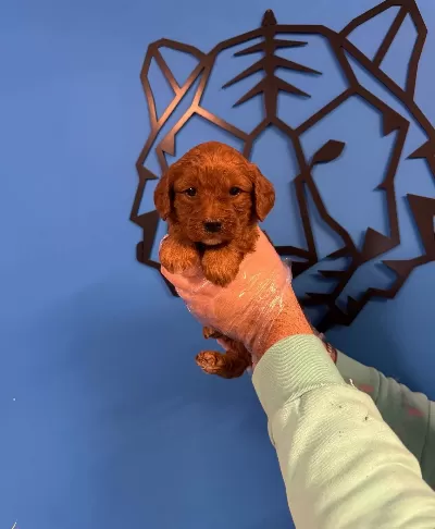 Red Browne Maltipoo Yavruları
