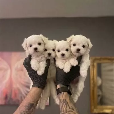 Safkan Maltese Terrier Yavruları