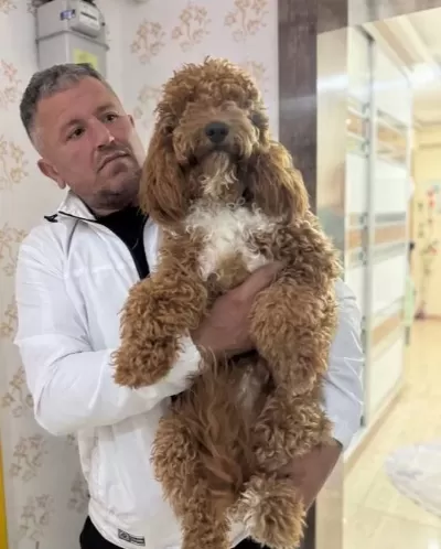 7 Aylık Tuvalet Eğitimli Disi Poodle