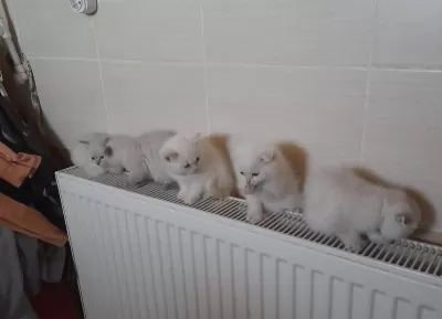 British Shorthair Pamukçuklar Sıcak Yuvalarını Bekliyor