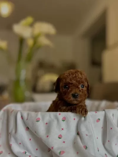 Teacup Kore Boy Red Poodle Yurt Dişindan Gelenler