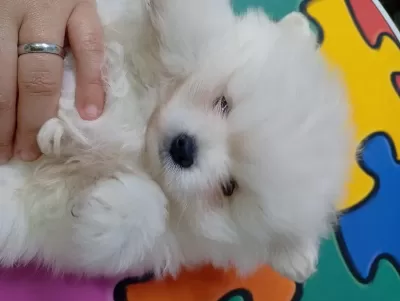 Dişi Pomeranian Yavrusu