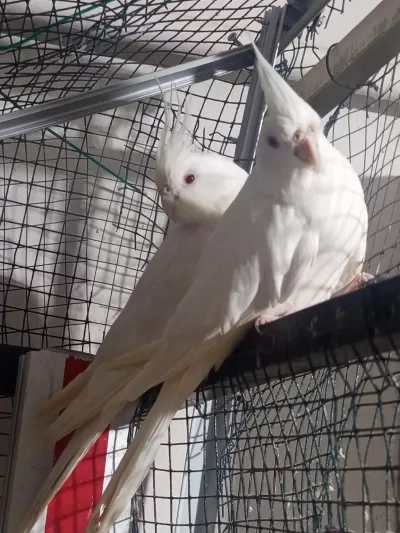 Albino Çift Sultan Papağani