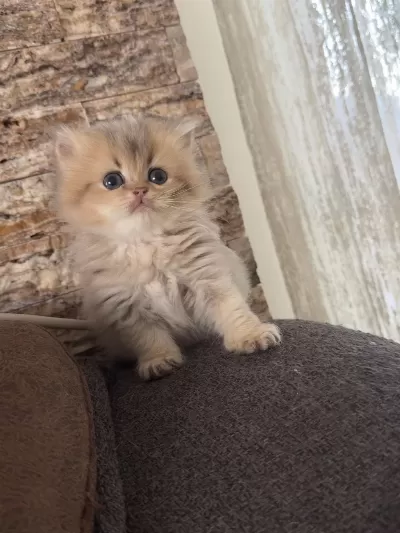 50 Günlük British Longhair