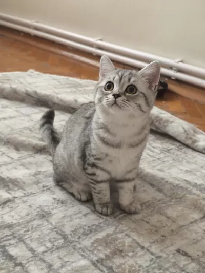 Uygun 4 Aylık British Shorthair Silver Yavrular