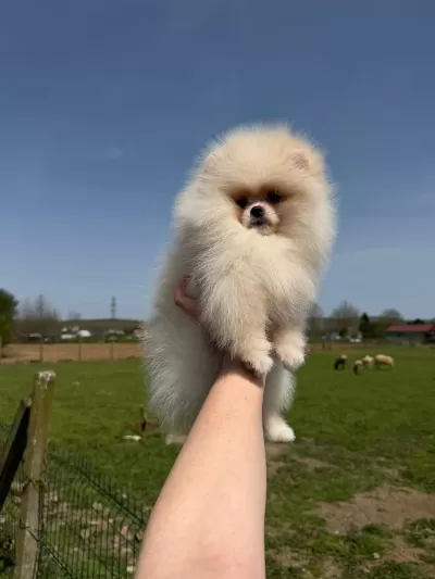 Pomeranian Yavrularımız Teslime Hazır