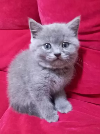 3 Adet Yavru British Shorthair