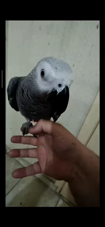 Full Evcil Jako Papağanı