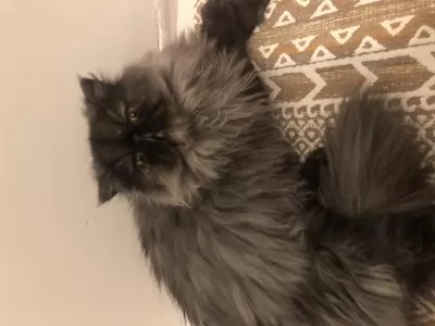 Safkan Sifir Burun Dişi İran