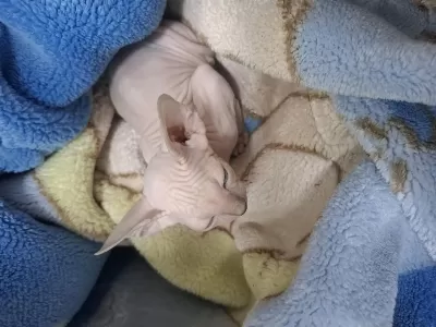 Sphynx 2 Yaş Kızımı Çiftleştirmek İstiyorum