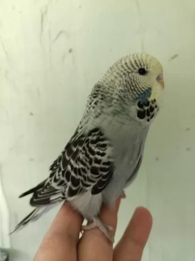 Show Jumbo Erkek Yavru Muhabbet Kuşu