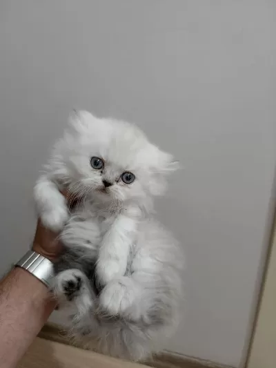 2 Tane Yavru Kedimiz 1 Aylık