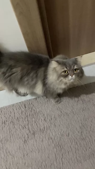 Persian Cinsi Oğlumuz Acil Yuva Arıyor