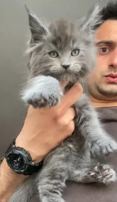 Xxxl Maine Coon Erkek Yavrular (yurt Dışı Şecereli Dereceli)