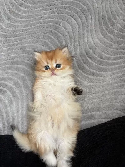 Karizma British Longhair Çocuk
