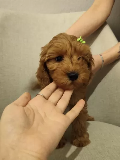 Üst Kalite Maltipoo Yavrum Uygun Verilecek