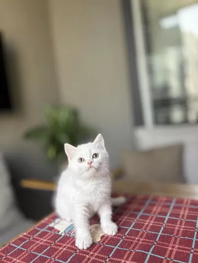 Beyaz British Shorthair Yavrularim