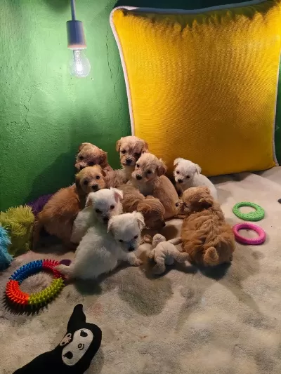 Maltipoo Miniklerimiz