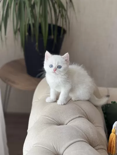 Harika Göz Rengi Beyaz British Shorthair Yavrum