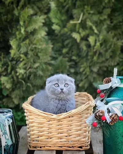 İrk Garantili Scottish Fold Yavrularim