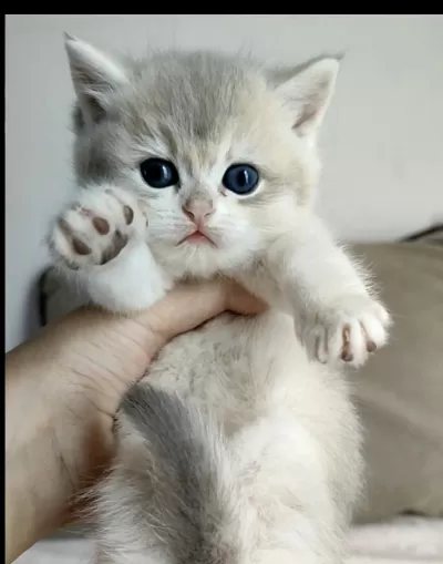 Safkan British Shorthair