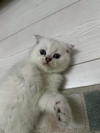 Top Kafa Scottish Fold