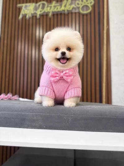 İrk Ve Sağlık Garantili Pomeranian Boo Bebekler