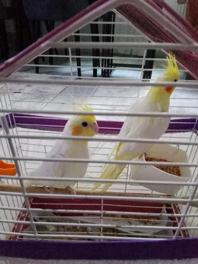 Pf Mutasyon Ve Lutino Sultan Papağanı