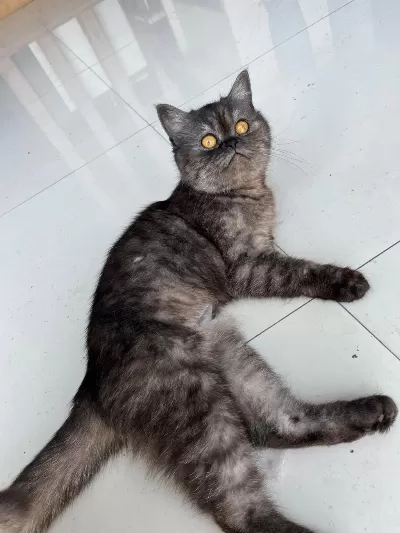 İran Kedimiz Sahiplendiriyoruz