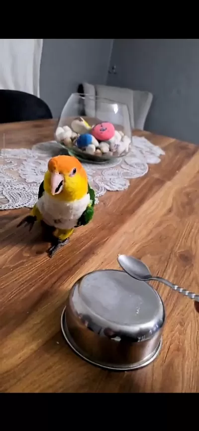 Full Evcil Portakal Kafa Caique
