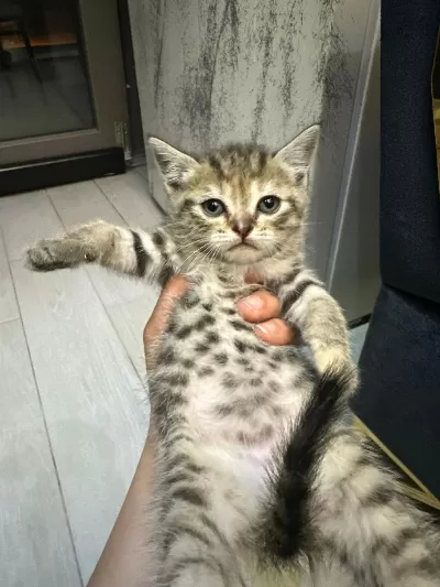 Ailemizin Minik Kedileri Yeni Yuvalarini Ariyor