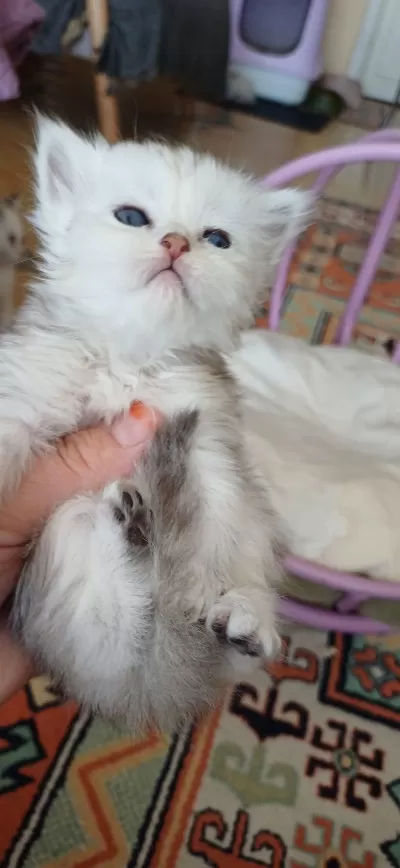 Sütten Kesilmek Üzere Persian Yavrular
