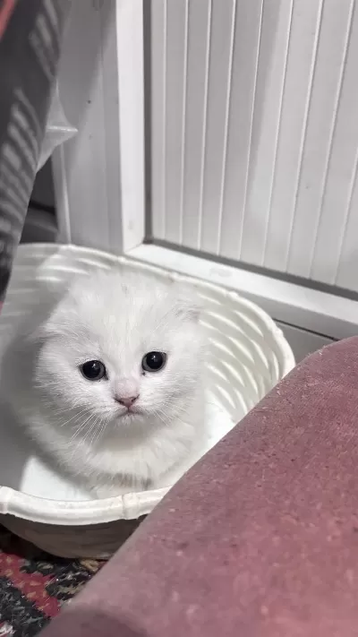 Scottish Fold Yavrular