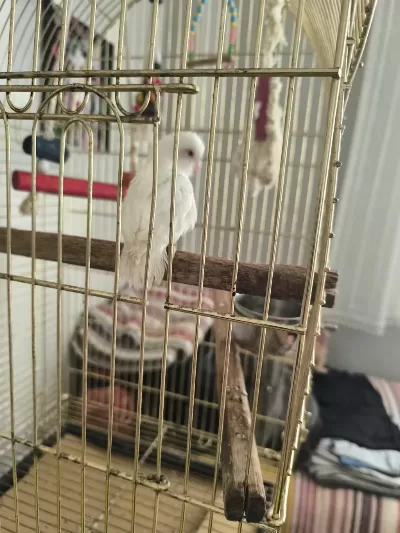 Forpus Albino 50 Günlük Erkek