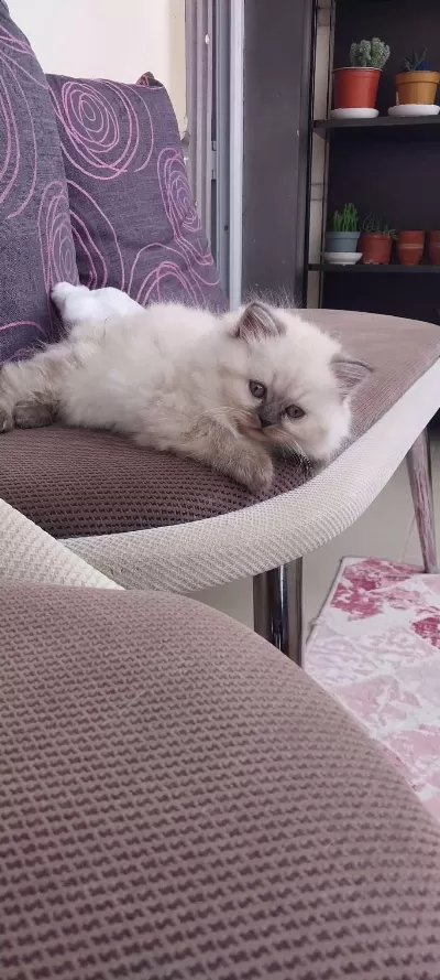 Erkek Dişi Mevcut Çok Aa Kalite Kediler Değerinde Verilir