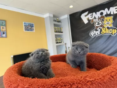 Top Kafa Scottish Fold Yavrular Britis Yavrular Ankara