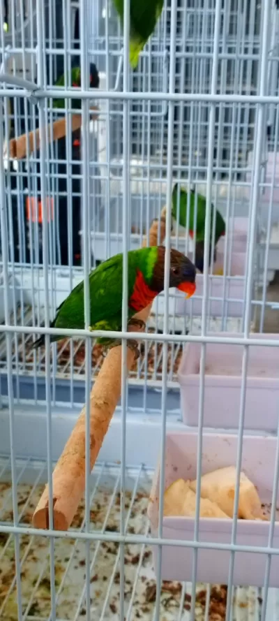 Lori Papağanlar Dişili Erkekli