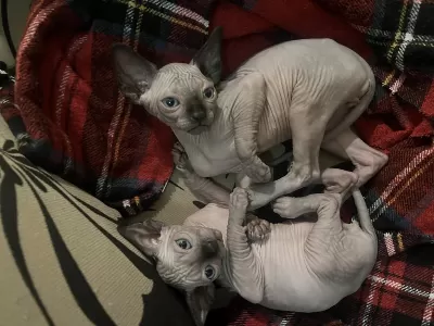 Harika Sfenks Kedisi