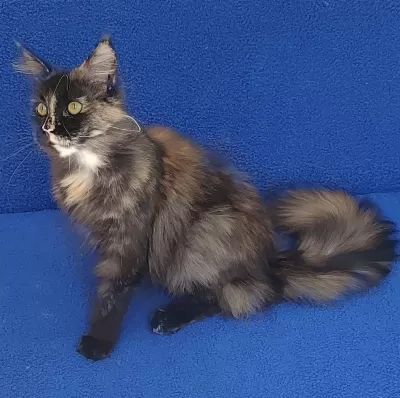 Süper Dişi Maine Coon Kaçmaz Güzellik