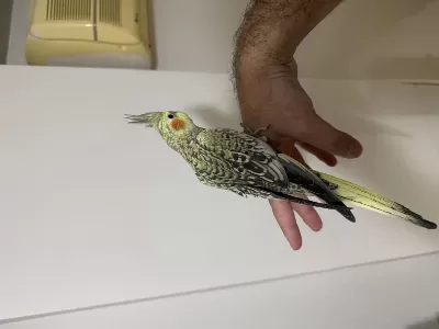 Bayram Şekeri Jumbo Erkek Sultan Papağanı
