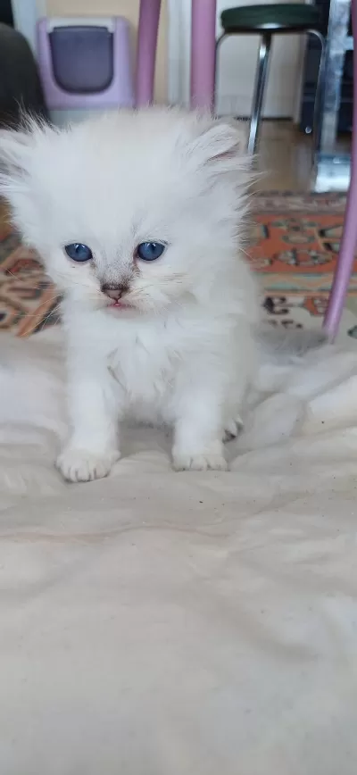 Anne Sütünden Kesilmek Üzere İran Kedisi (persian)