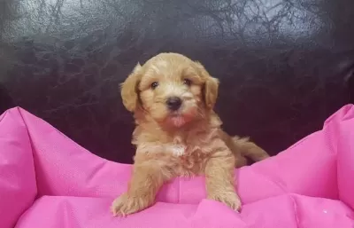 Ruhsatlı Resmi İşletmeden Taksit Avantajıyla Maltipoo