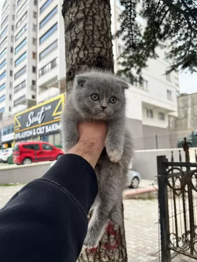 Scottish Fold Bebeğim