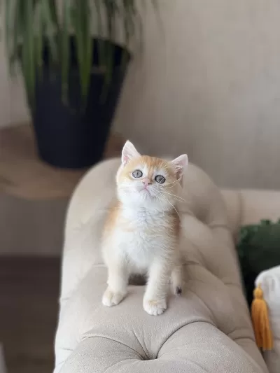 Safkan Scrli British Shorthair Golden Yavrum