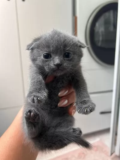 1 Aylık British Shorthair
